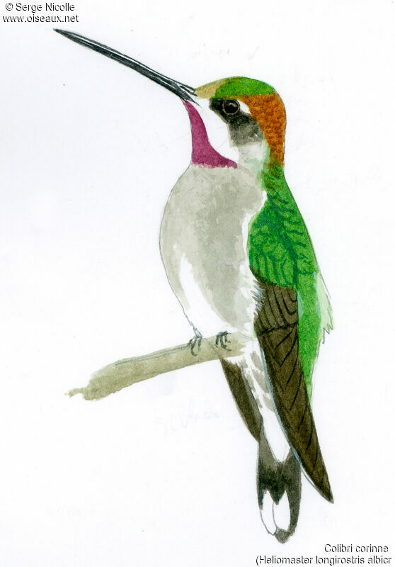 Colibri corinne, identification