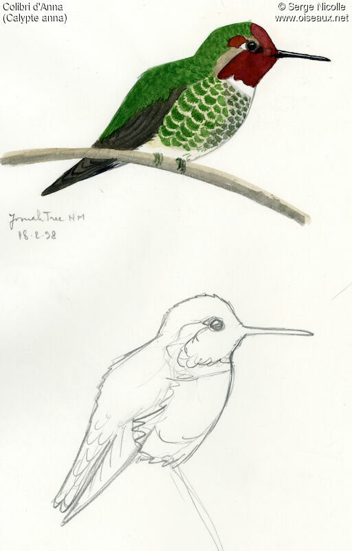Anna's Hummingbird, identification