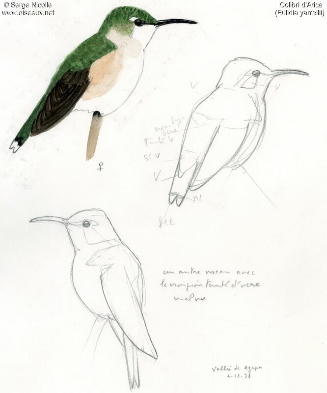 Colibri d'Arica femelle, identification
