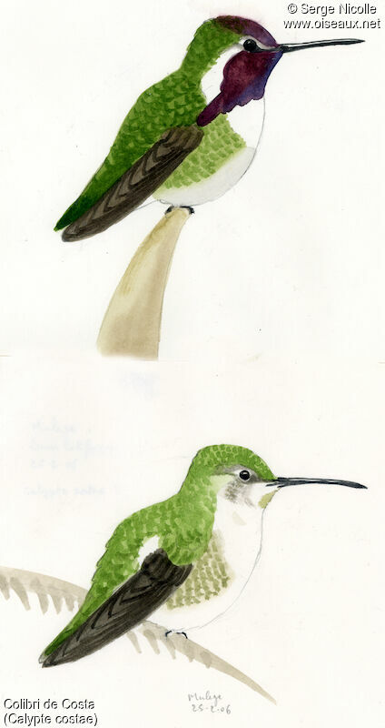 Costa's Hummingbird, identification