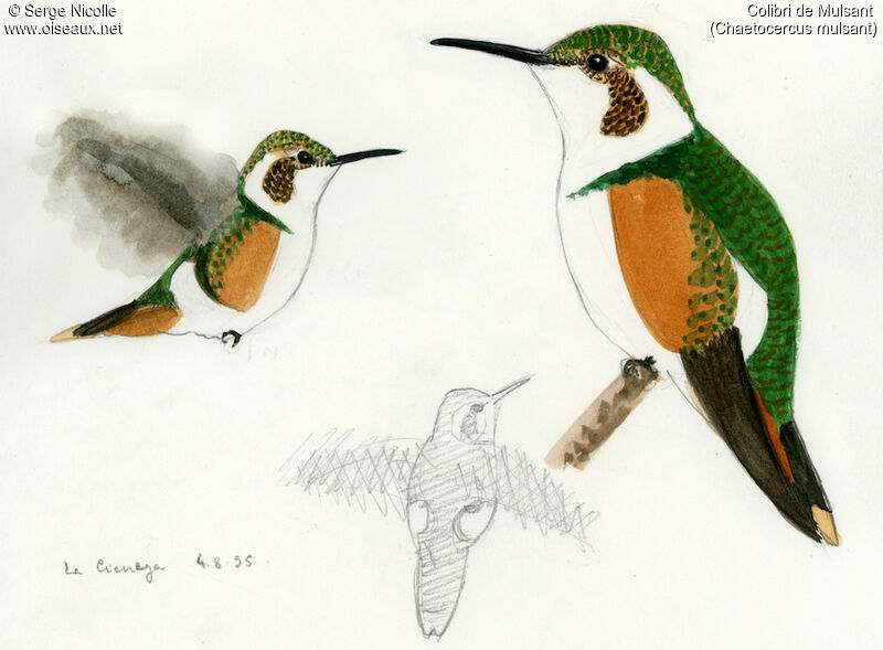 Colibri de Mulsant, identification