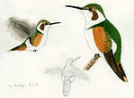 Colibri de Mulsant
