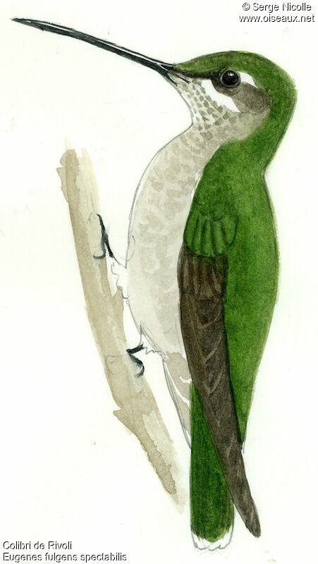 Colibri de Rivoli femelle, identification