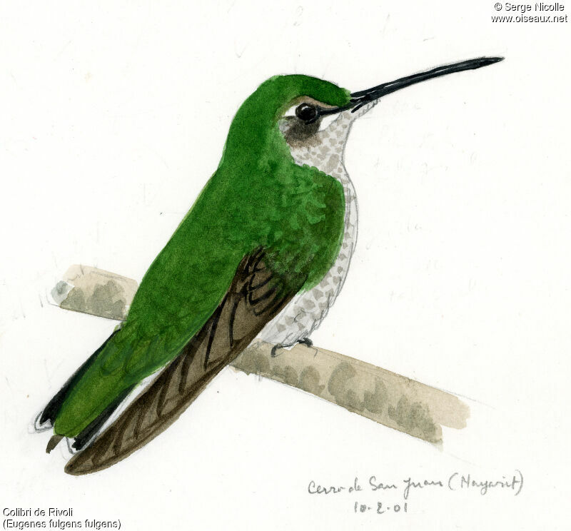 Rivoli's Hummingbird female, identification