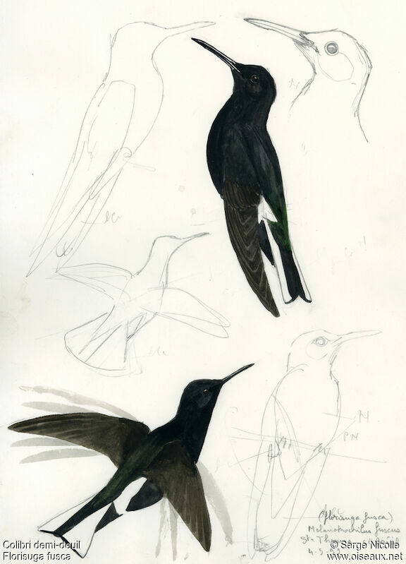 Colibri demi-deuil, identification