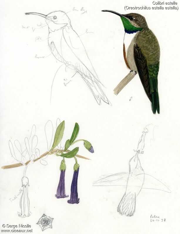 Colibri estelle, identification