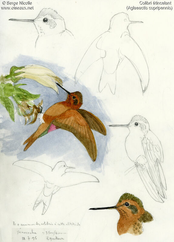 Colibri étincelant, identification