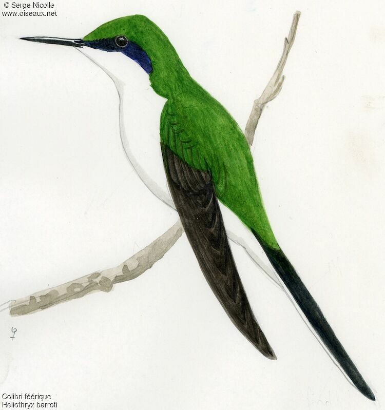 Colibri féérique femelle, identification