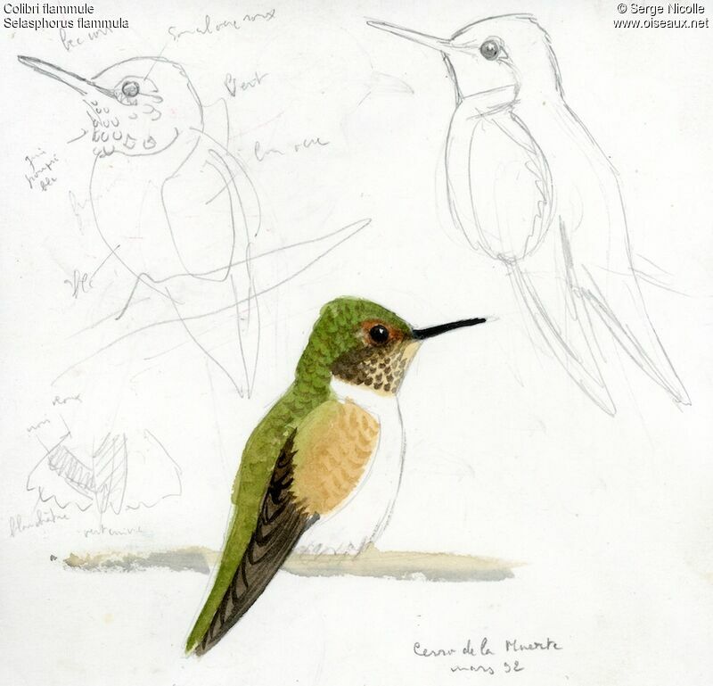 Colibri flammule, identification
