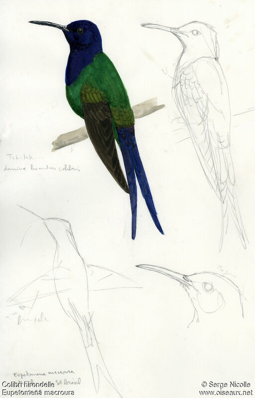 Swallow-tailed Hummingbird, identification