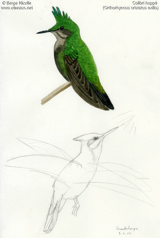 Colibri huppé, identification