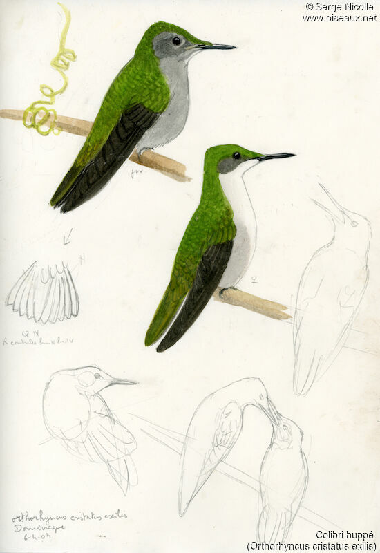 Colibri huppé femelle, identification