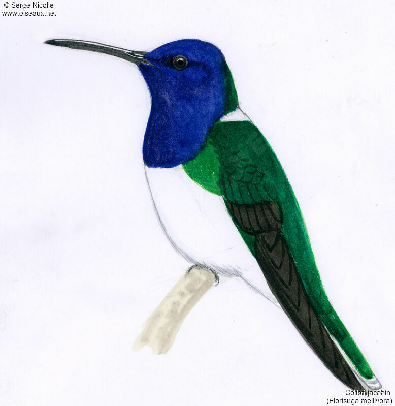 Colibri jacobin, identification