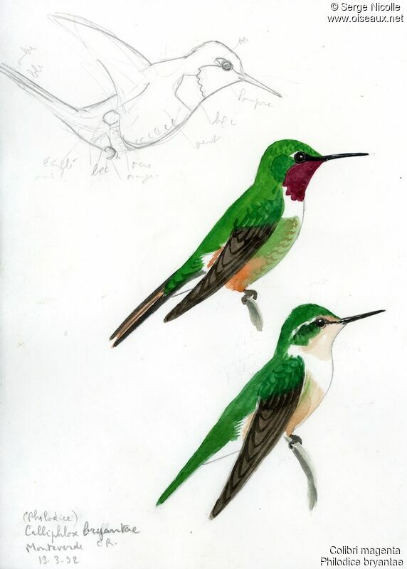 Colibri magenta , identification