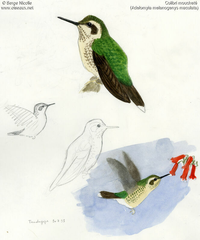 Colibri moucheté, identification