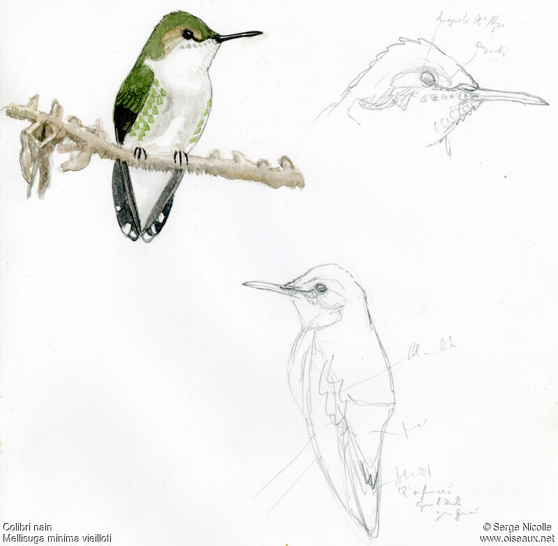 Colibri nain, identification