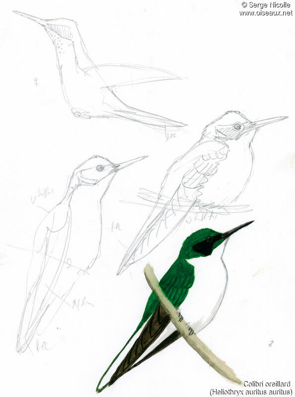 Colibri oreillard, identification