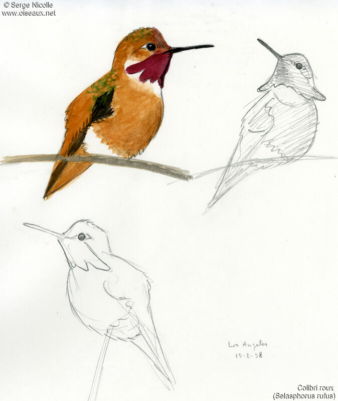 Colibri roux, identification