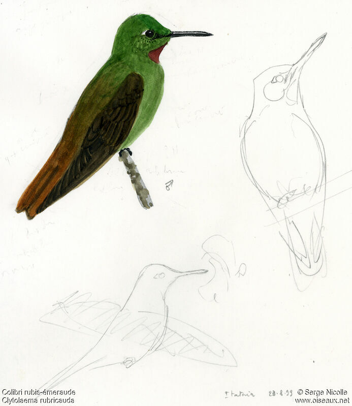 Colibri rubis-émeraude mâle, identification