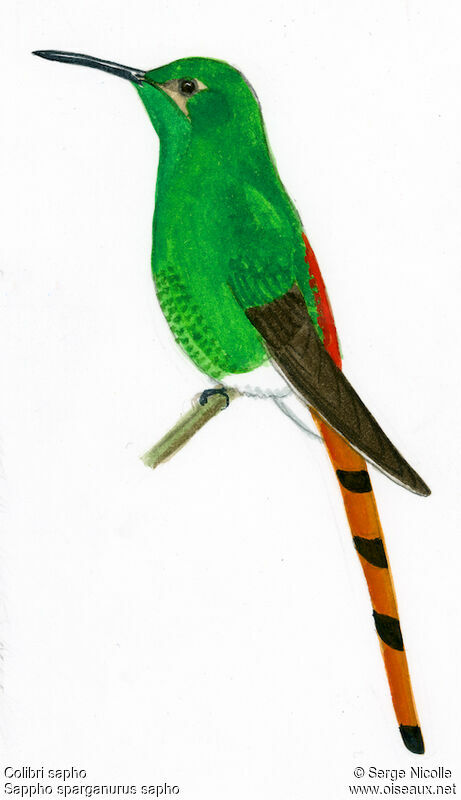 Colibri sapho mâle, identification