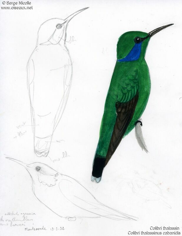 Colibri thalassin, identification