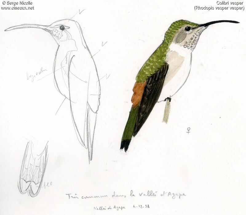 Colibri vesper femelle adulte, identification