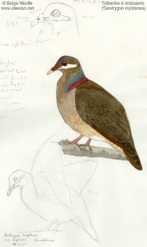 Bridled Quail-Dove, identification
