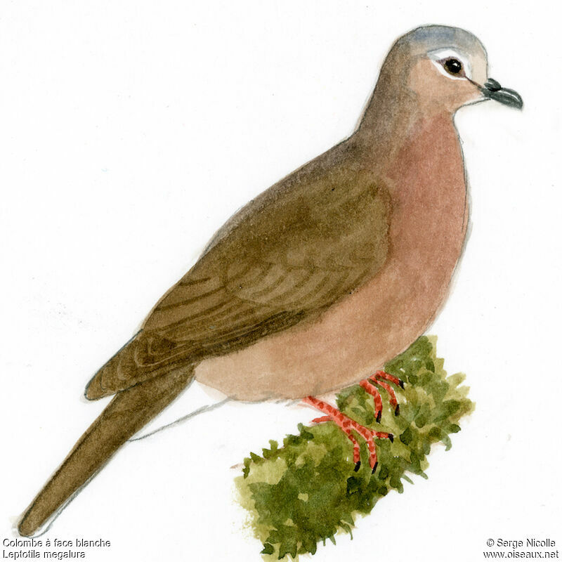 Yungas Dove, identification