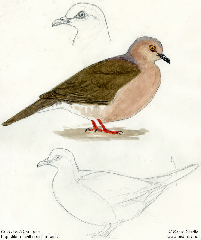 Grey-fronted Dove, identification
