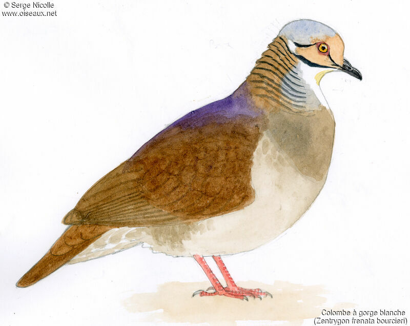 White-throated Quail-Dove, identification