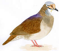 White-throated Quail-Dove
