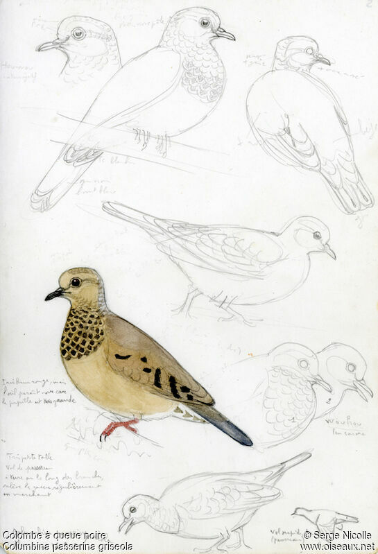 Common Ground Dove, identification