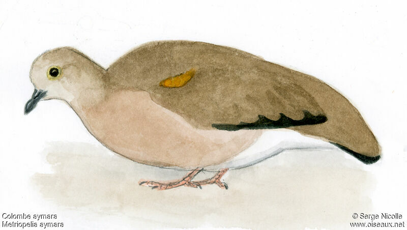 Golden-spotted Ground Dove, identification