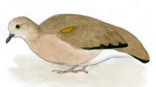 Golden-spotted Ground Dove