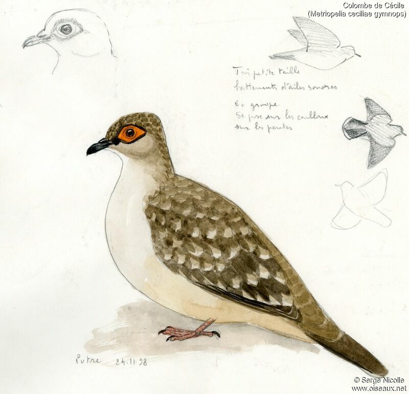 Bare-faced Ground Dove, identification