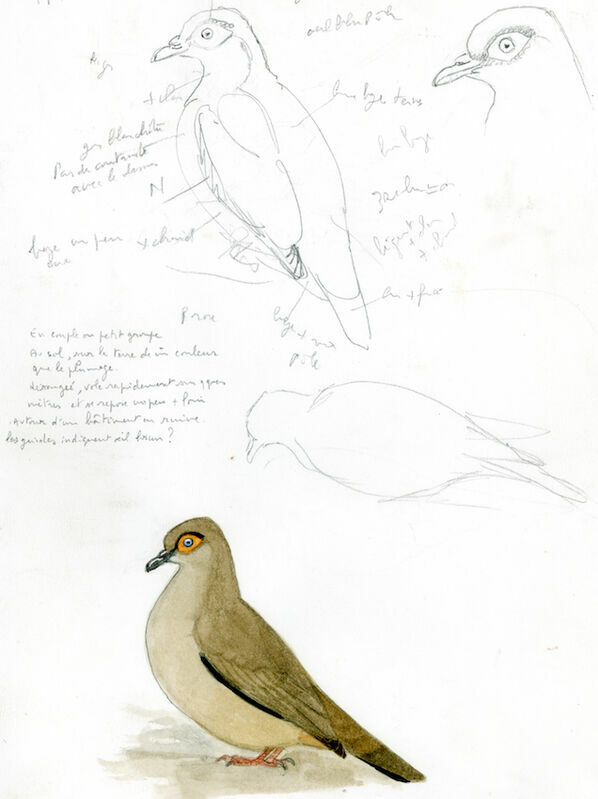 Moreno's Ground Dove, identification