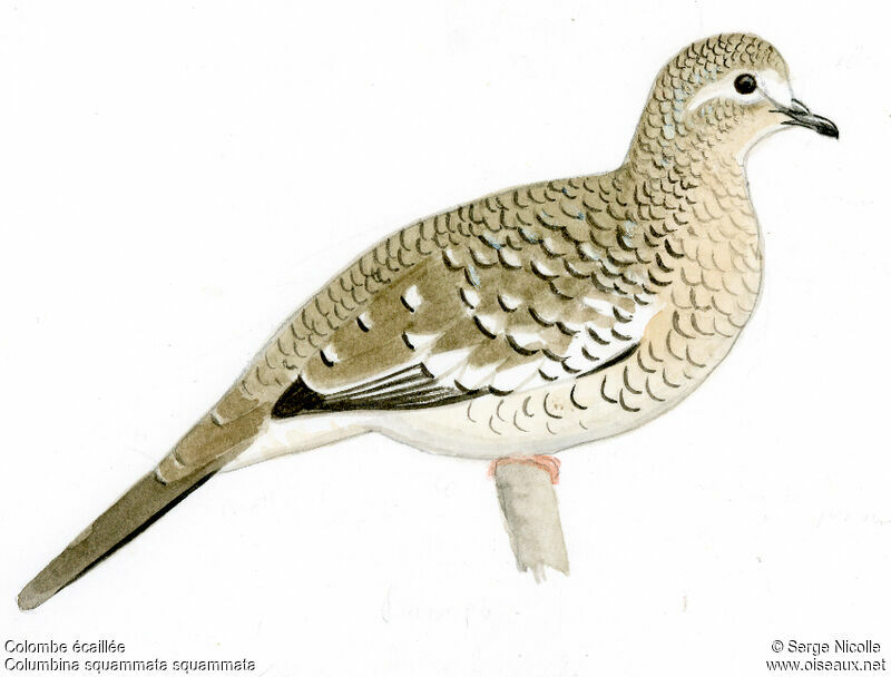 Scaled Dove, identification