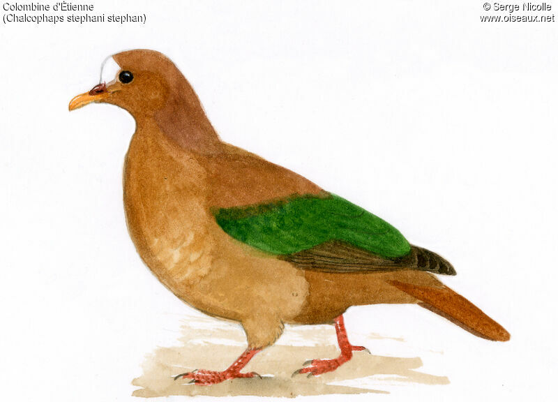 Stephan's Emerald Dove, identification