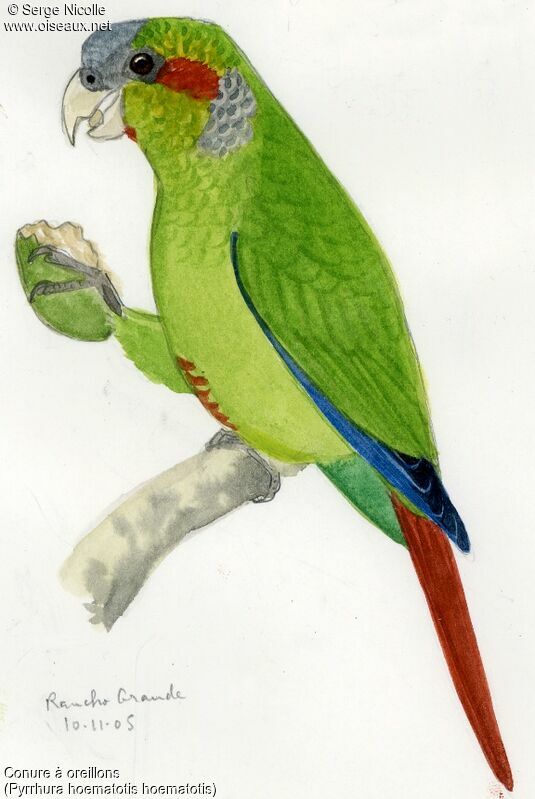 Blood-eared Parakeet, identification