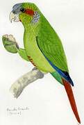 Blood-eared Parakeet