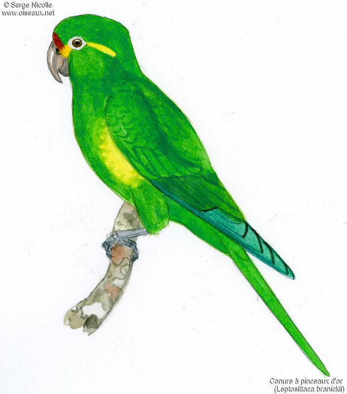 Golden-plumed Parakeet, identification