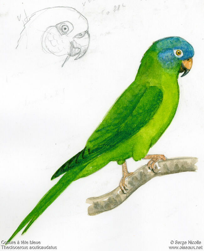 Blue-crowned Parakeet, identification