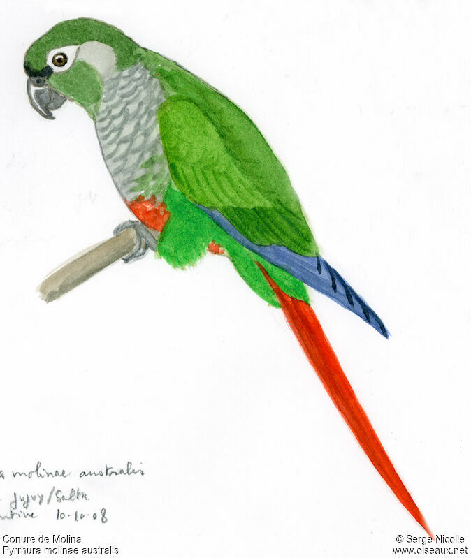 Green-cheeked Parakeet, identification
