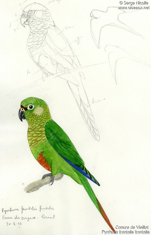 Maroon-bellied Parakeet, identification