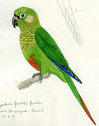 Maroon-bellied Parakeet
