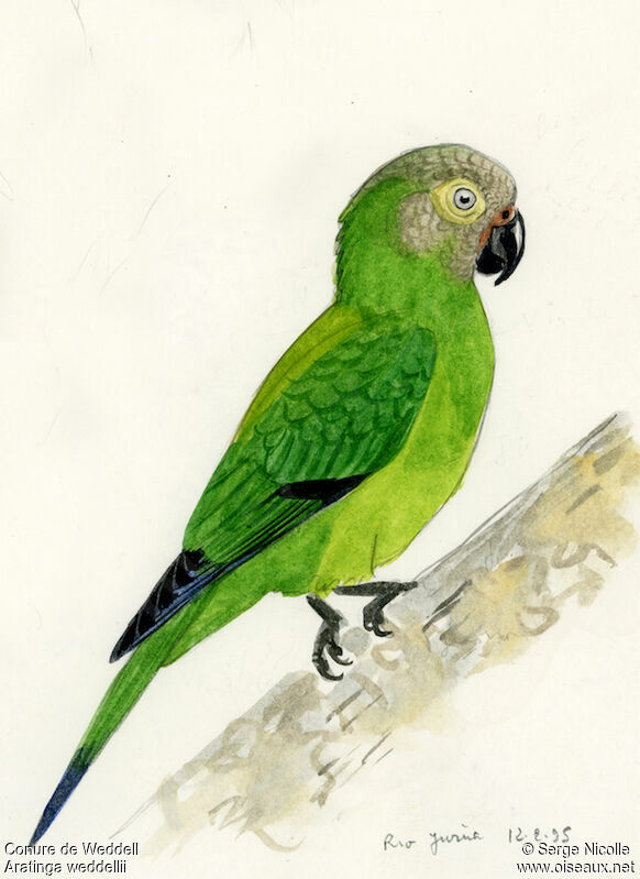 Dusky-headed Parakeet, identification