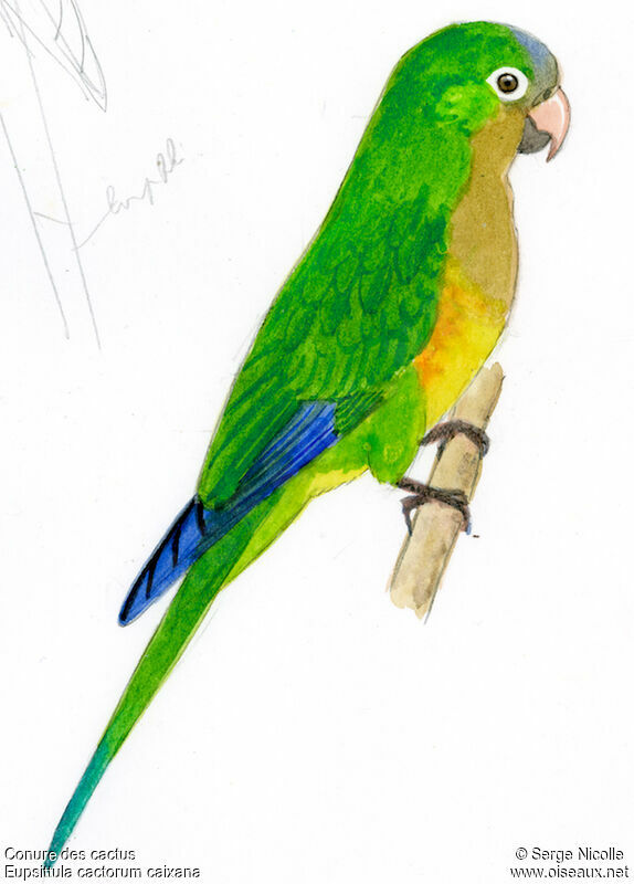 Caatinga Parakeet, identification
