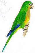 Caatinga Parakeet