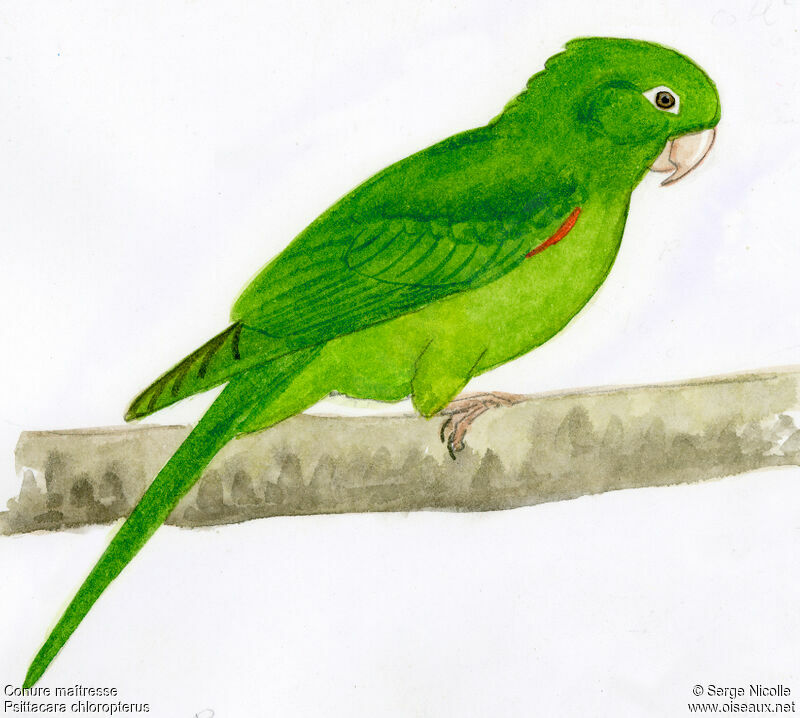 Hispaniolan Parakeet, identification