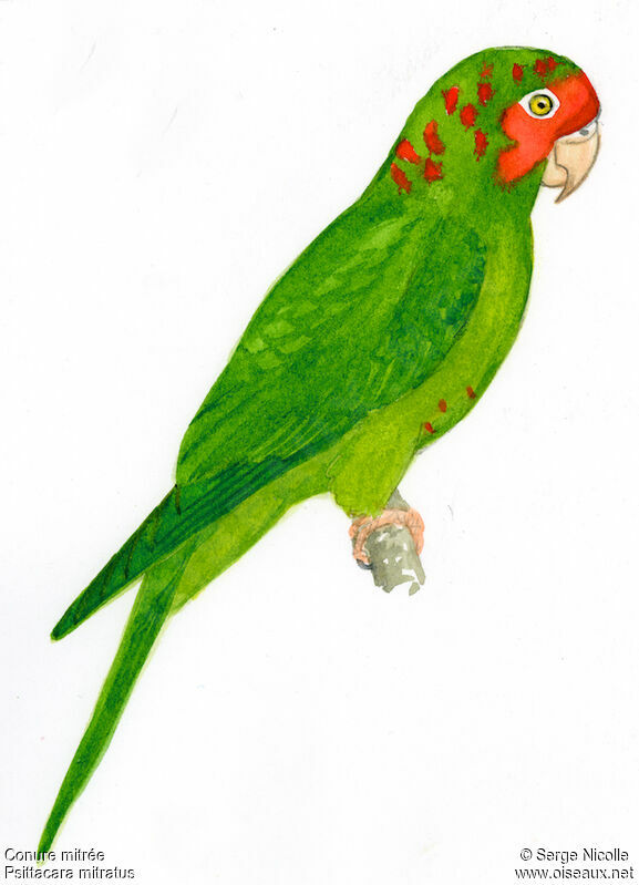 Mitred Parakeet, identification